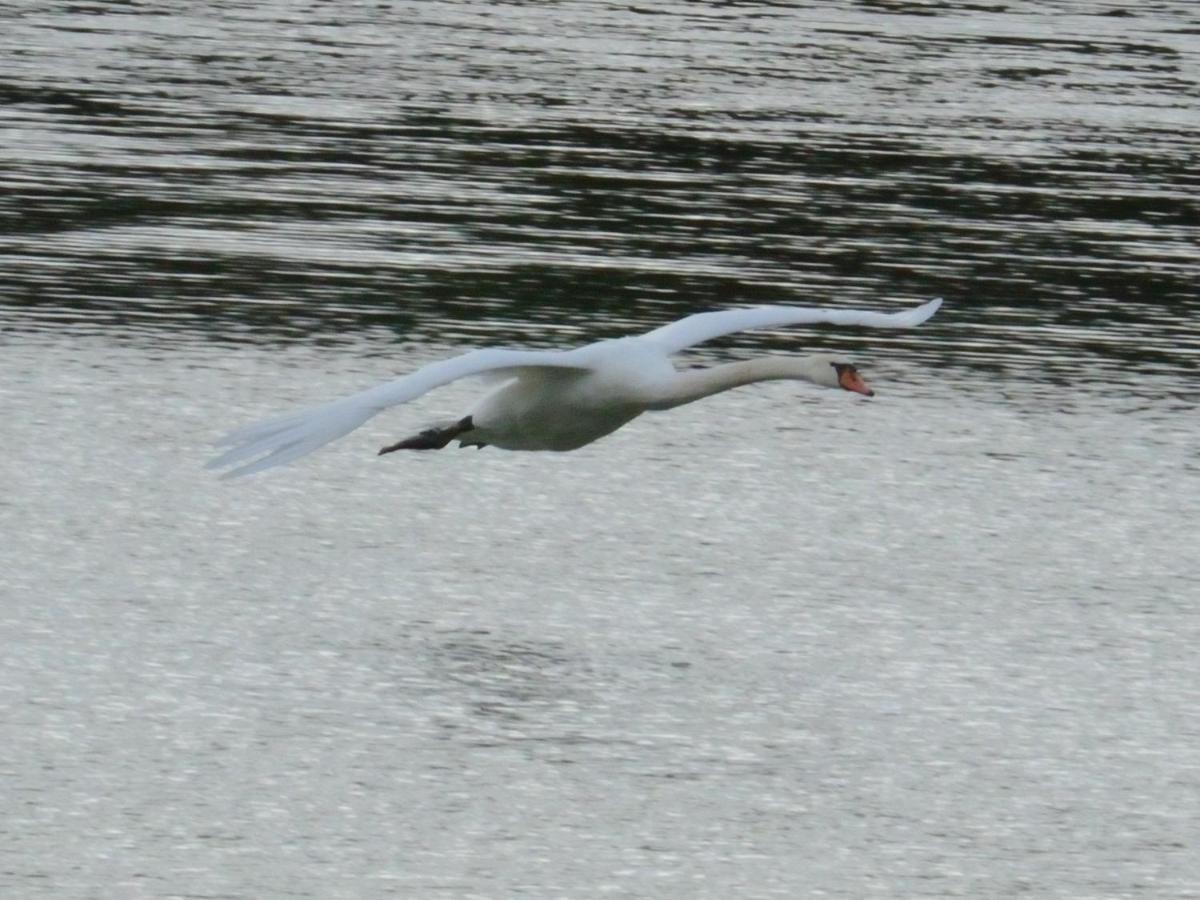 Les Cygnes Au Bord Du Loing Villa Montigny-sur-Loing Exteriör bild