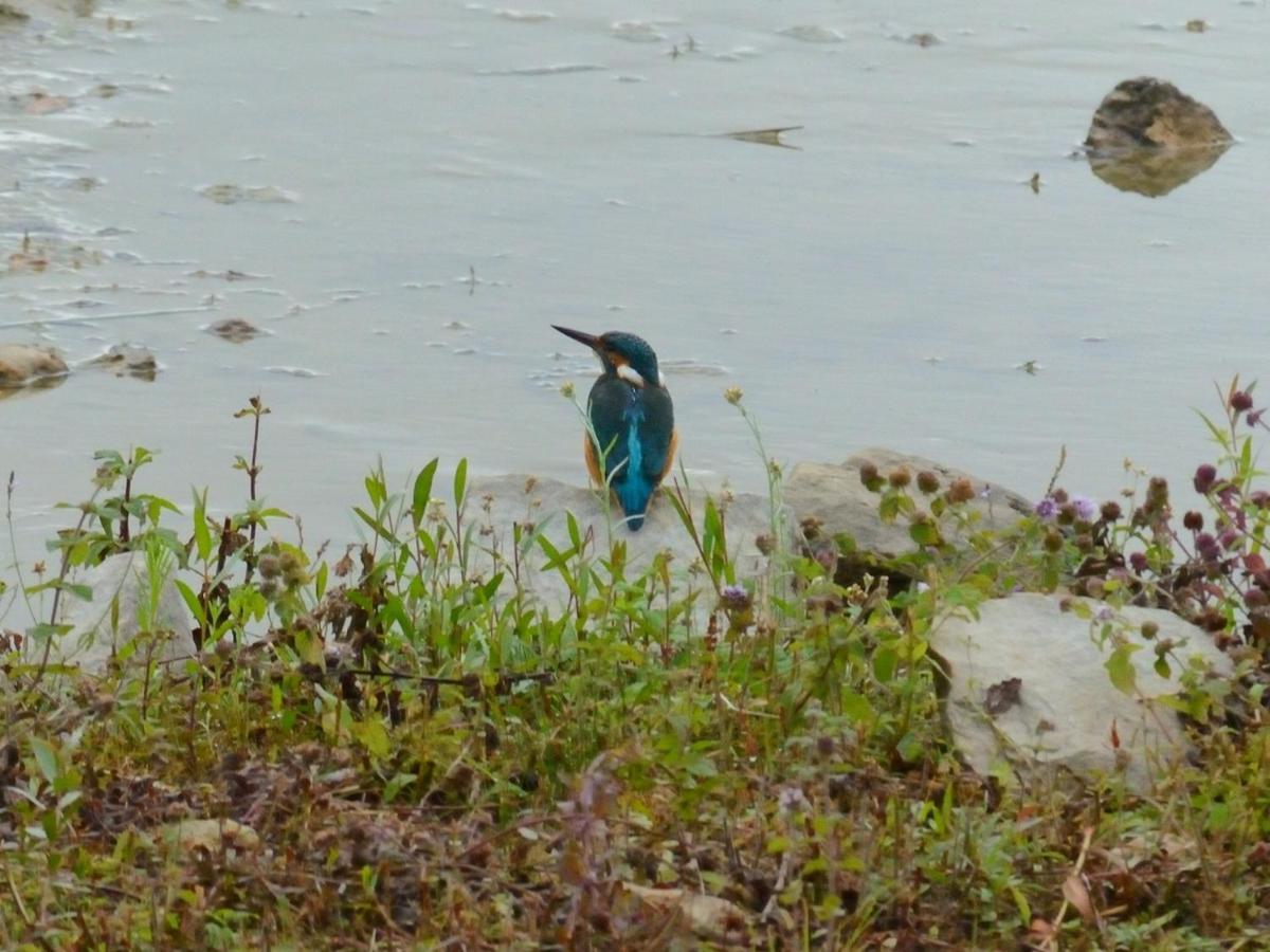 Les Cygnes Au Bord Du Loing Villa Montigny-sur-Loing Exteriör bild