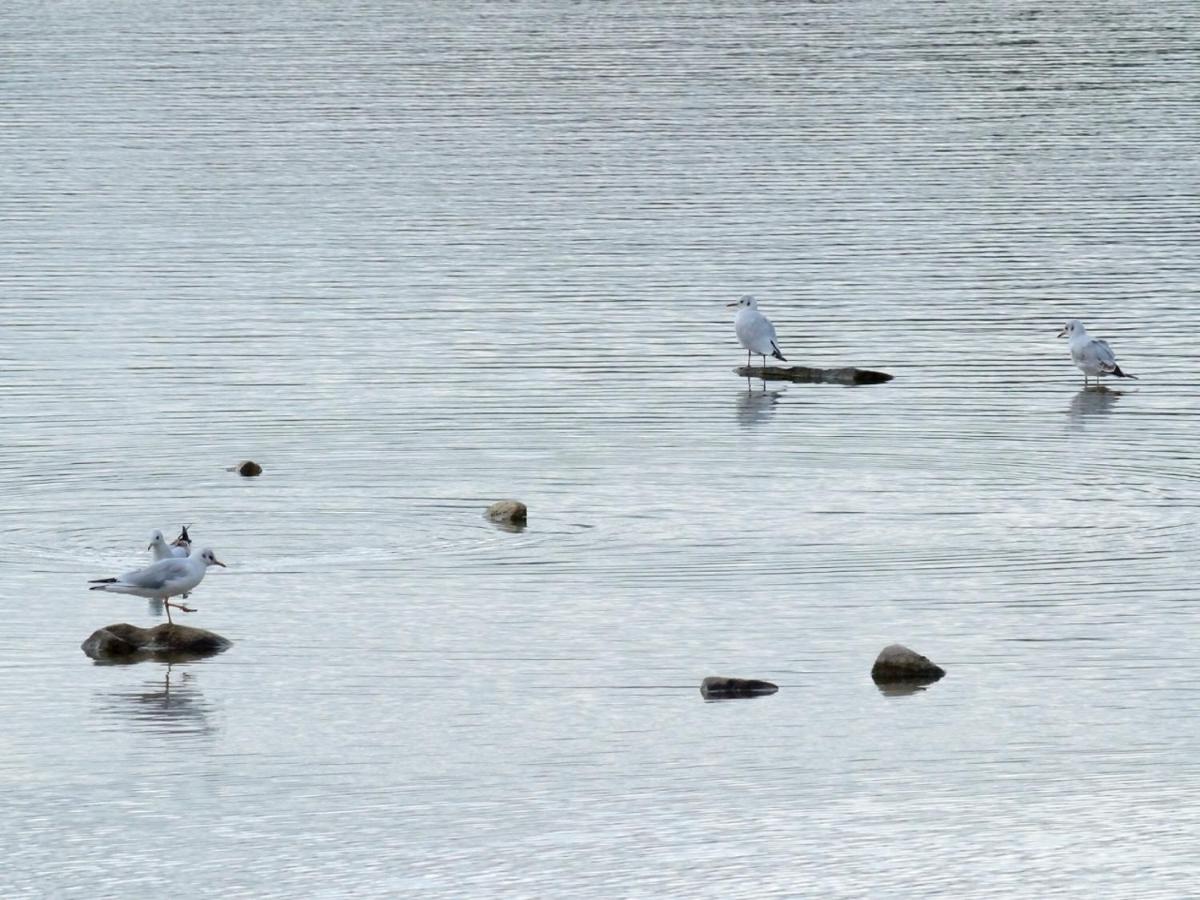 Les Cygnes Au Bord Du Loing Villa Montigny-sur-Loing Exteriör bild